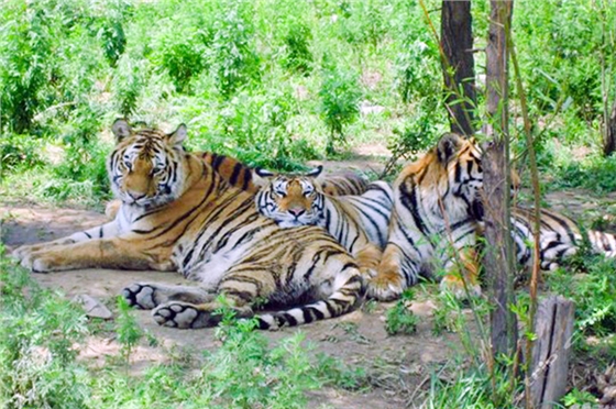 八達(dá)嶺動物園