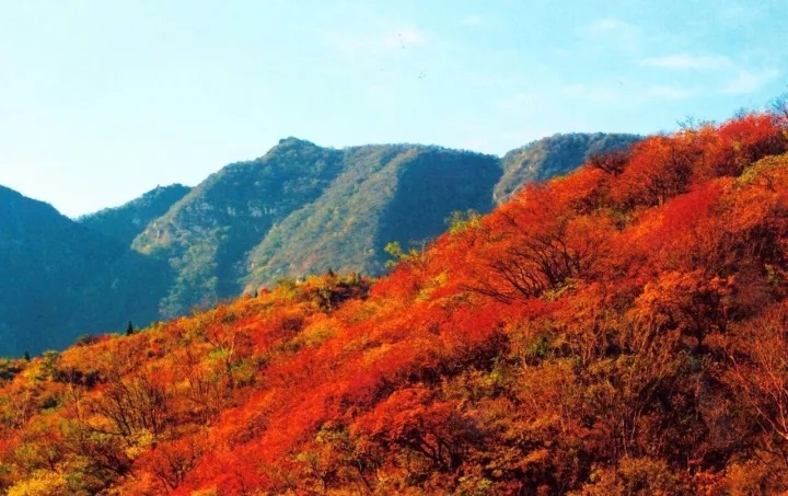 漫山紅葉秋意濃，嵩陽(yáng)煤機(jī)歡迎您?。。?
                                        title=